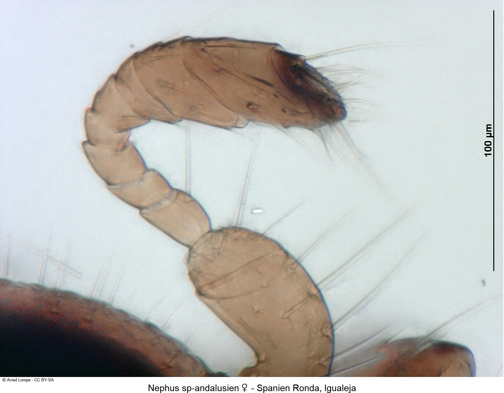 nephus_sp-andalusien_w_f.jpg