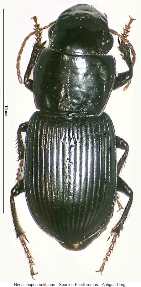 nesacinopus_solitarius_hab.jpg