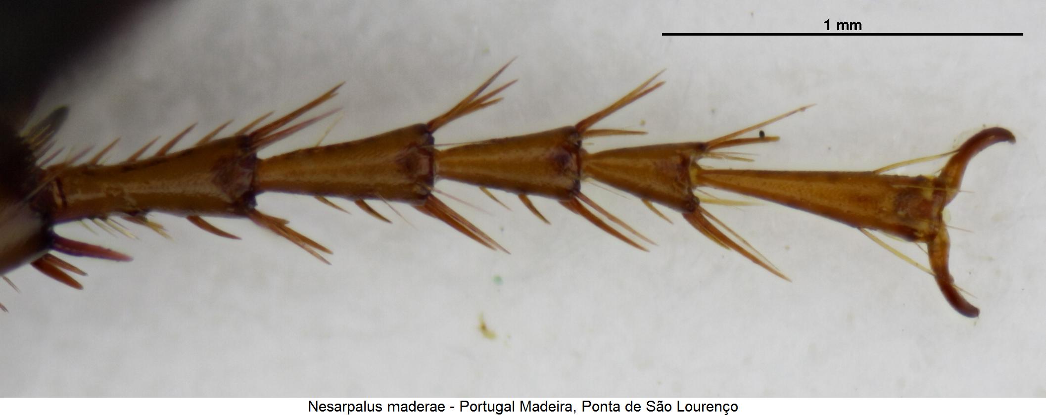 nesarpalus_maderae_htr.jpg