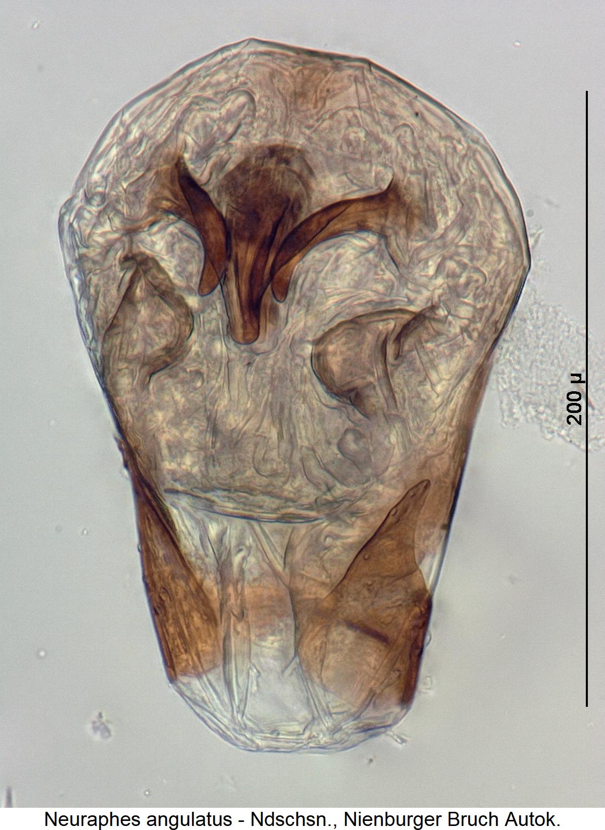 neuraphes_angulatus2.jpg