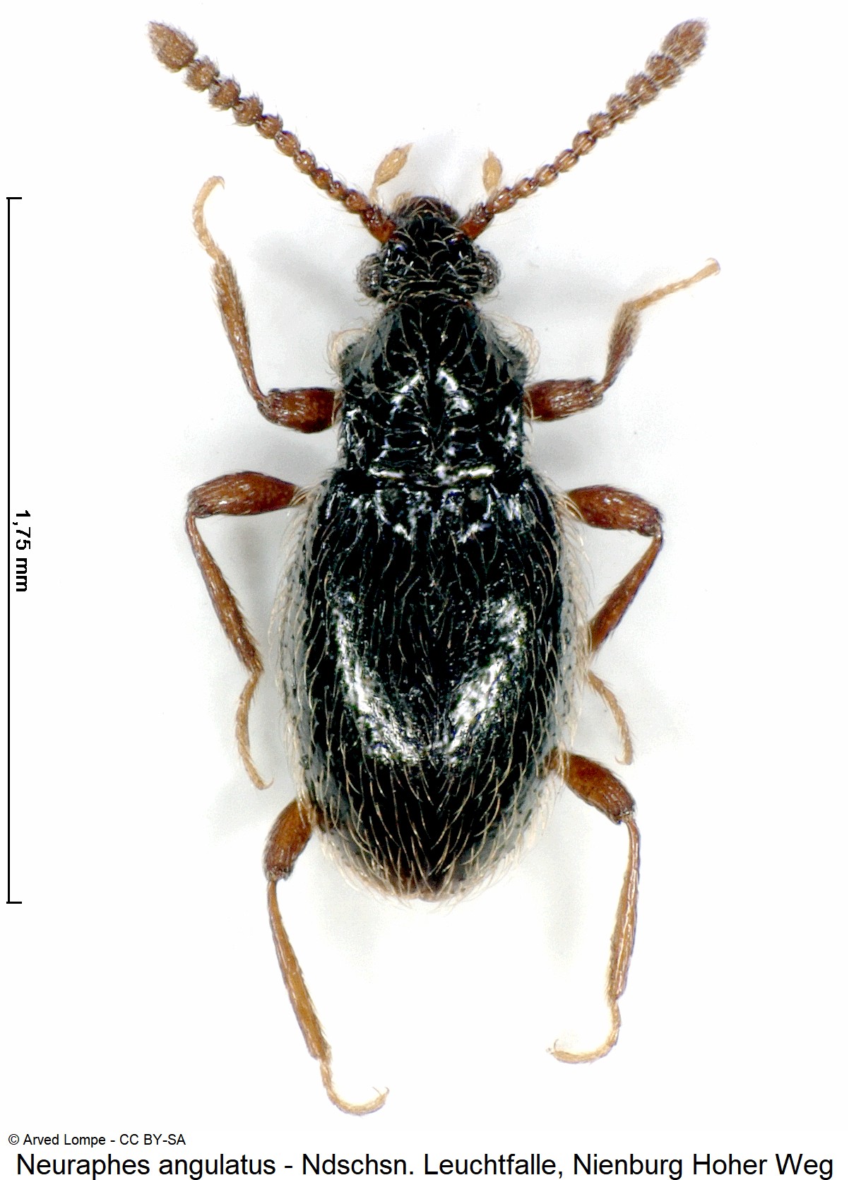 neuraphes_angulatus_ck33343239_hab.jpg