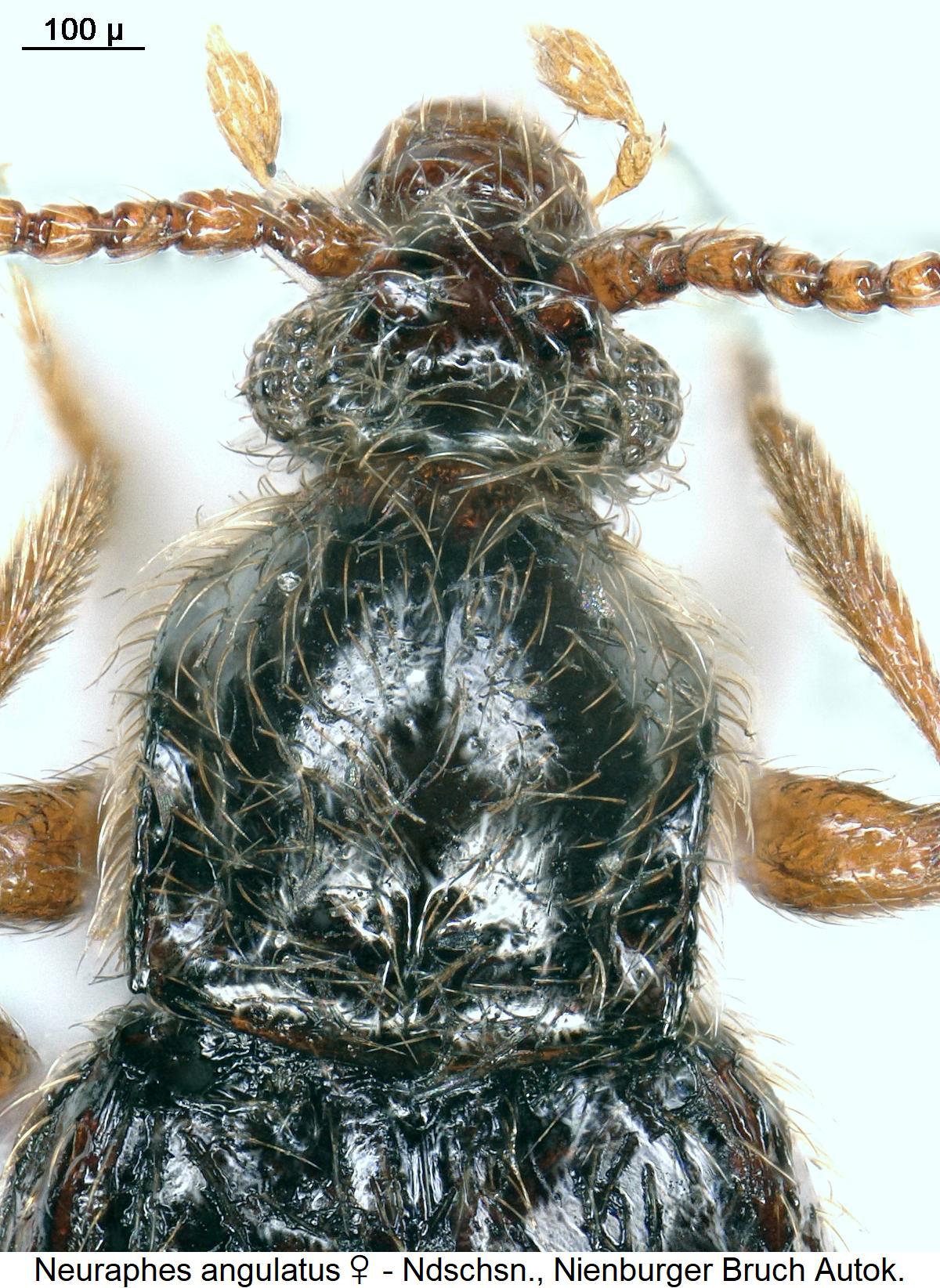 neuraphes_angulatus_vk.jpg