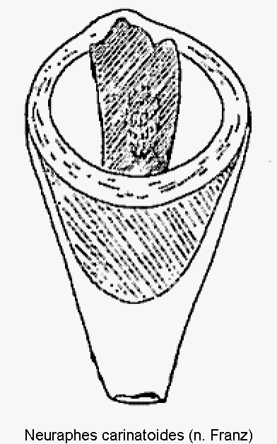 neuraphes_carinatoides.gif