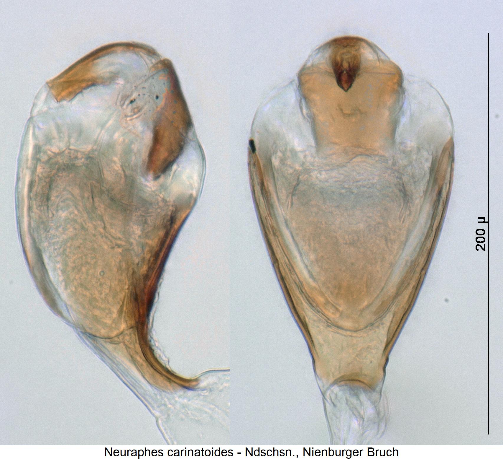 neuraphes_carinatoides4.jpg