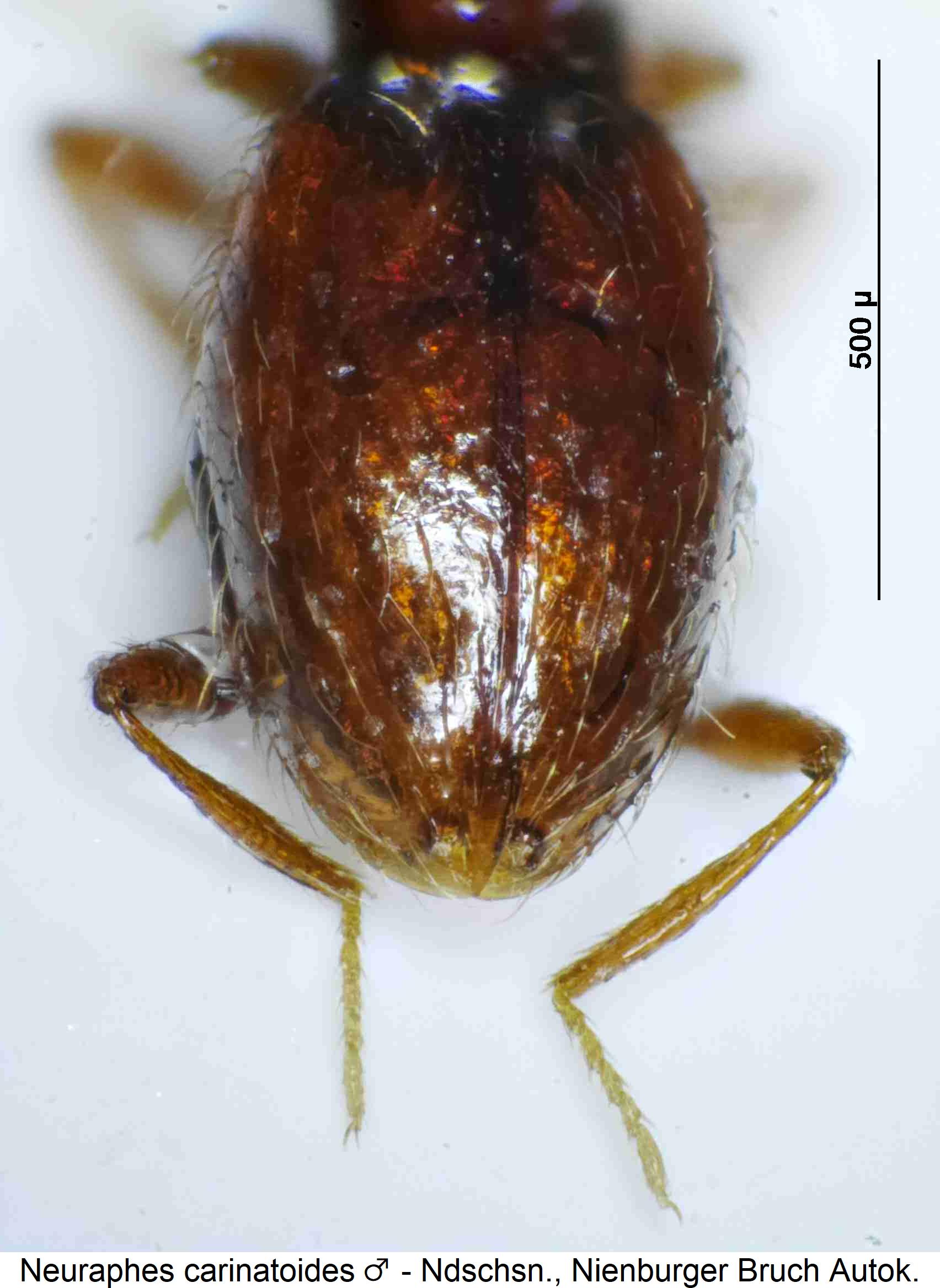 neuraphes_carinatoides_m_fld.jpg