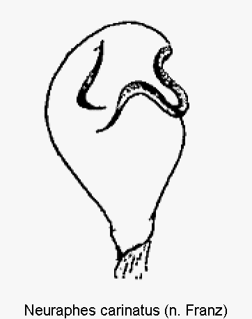 neuraphes_carinatus1.gif