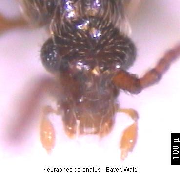 neuraphes_coronatus_k.jpg