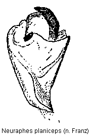 neuraphes_planiceps.gif