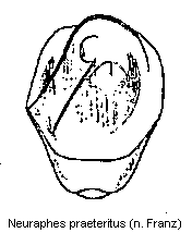 neuraphes_praeteritus.gif