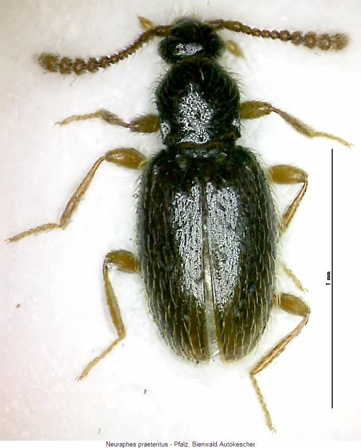 neuraphes_praeteritus_hab.jpg