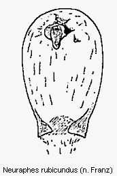 neuraphes_rubicundus.gif