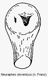 neuraphes_slovenicus.gif