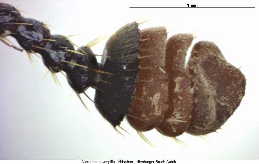 nicrophorus_vespillo_f.jpg