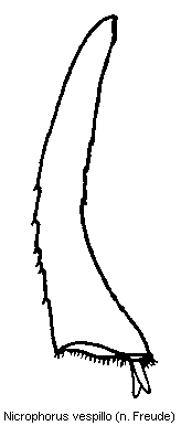 nicrophorus_vespillo_hschn.gif