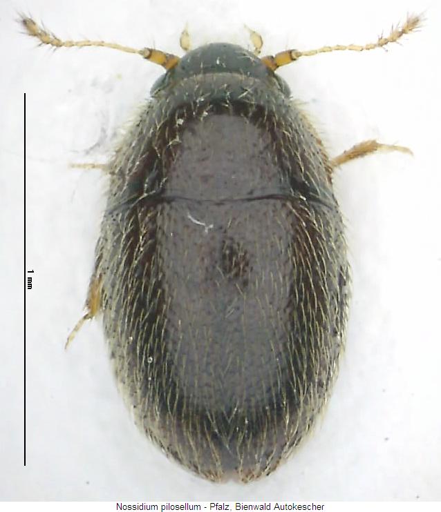nossidium_pilosellum_hab.jpg