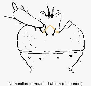 nothanillus_germaini_labium.gif