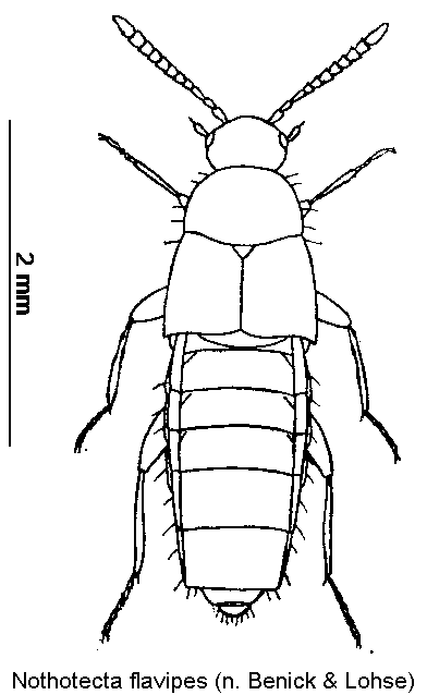 nothotecta_flavipes_hab.gif