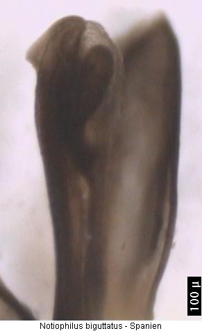 notiophilus_biguttatus.jpg