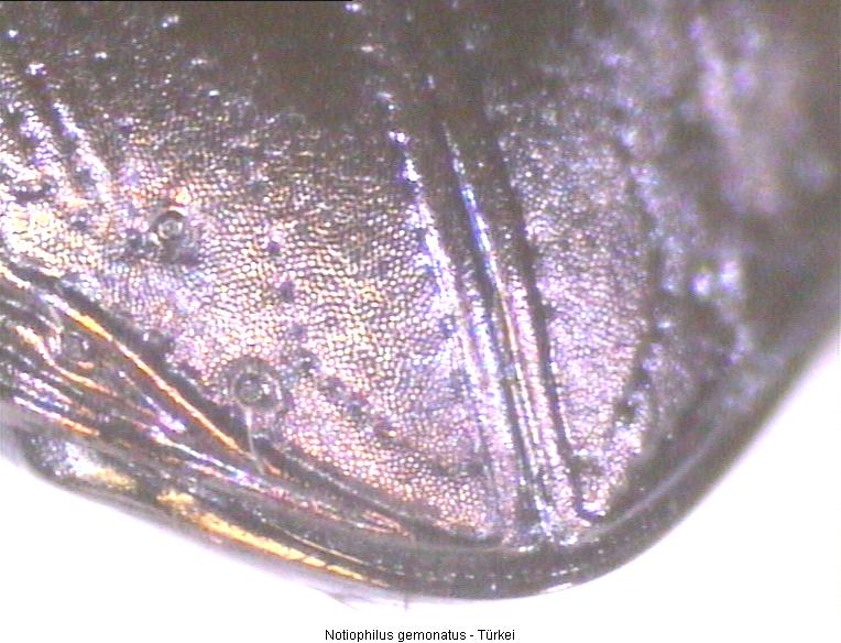 notiophilus_geminatus_nwi.jpg