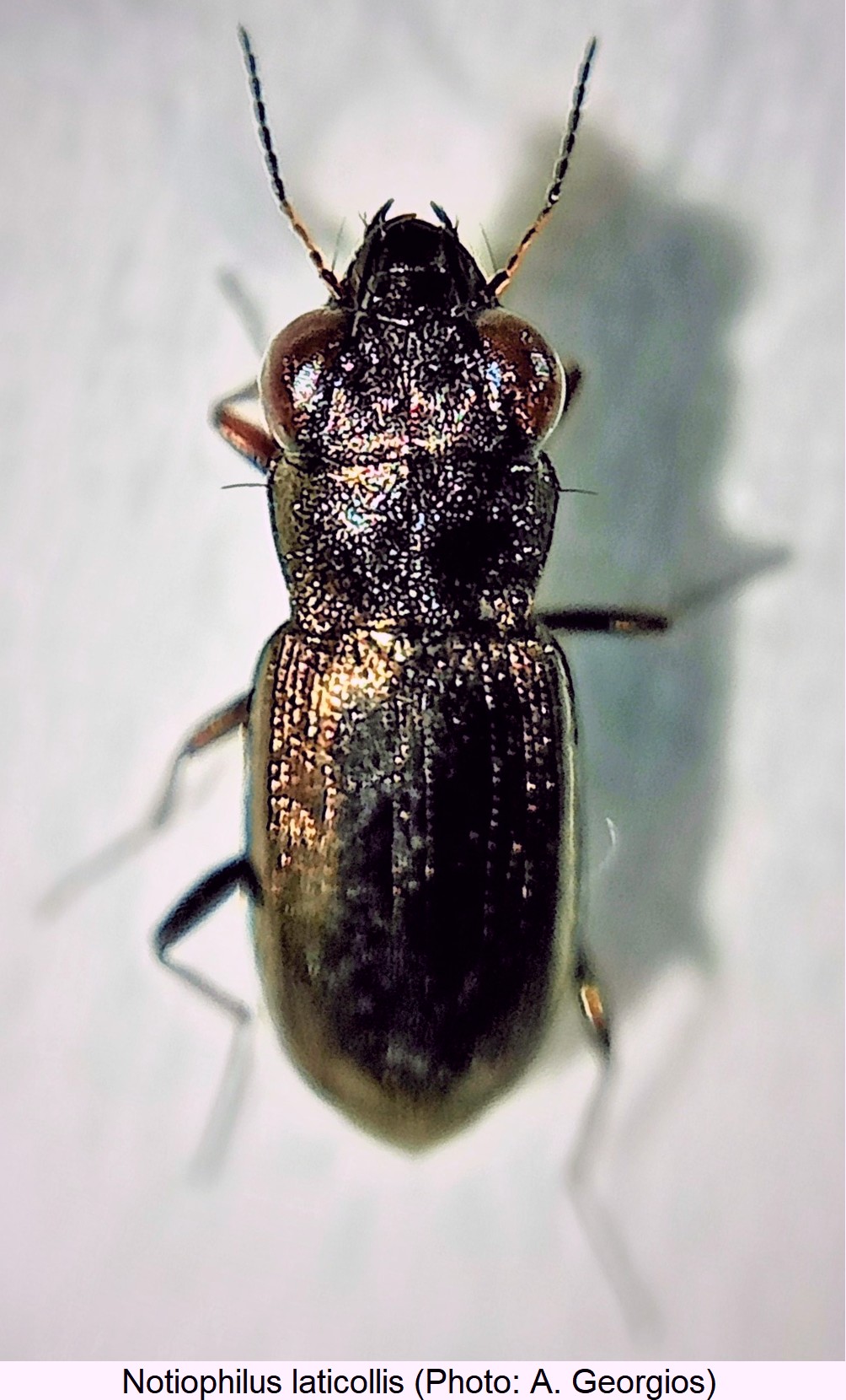 notiophilus_laticollis_hab.jpg