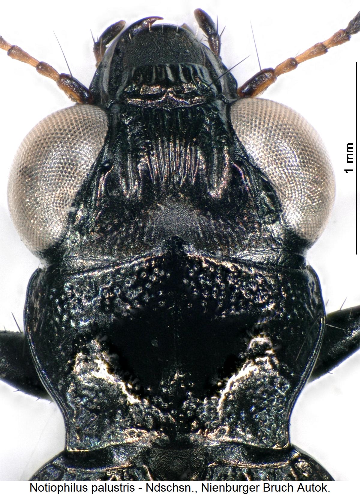 notiophilus_palustris_vk.jpg