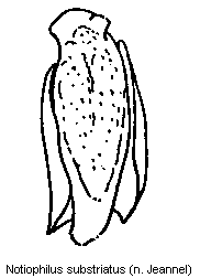 notiophilus_substriatus.gif
