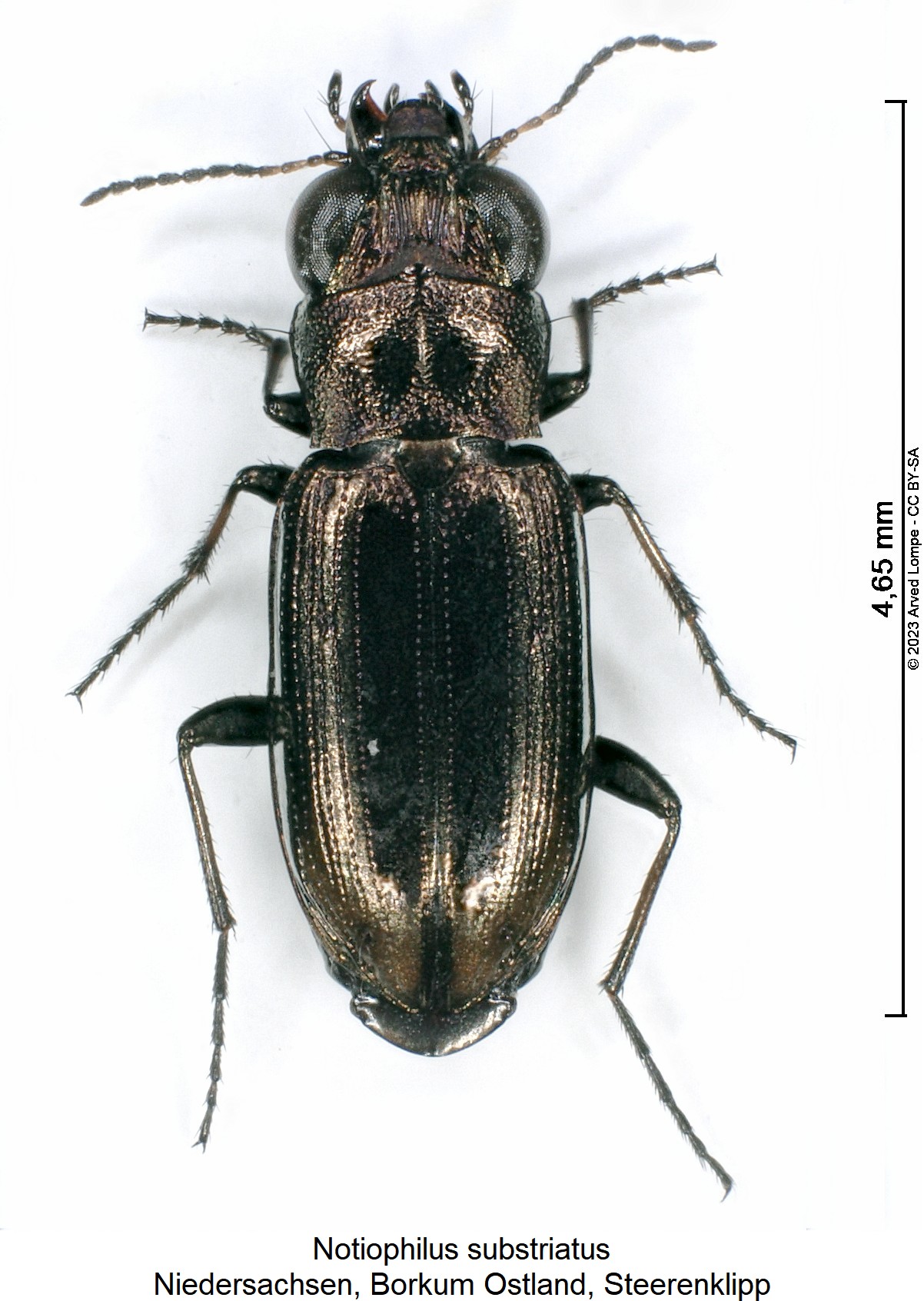 notiophilus_substriatus_hab.jpg