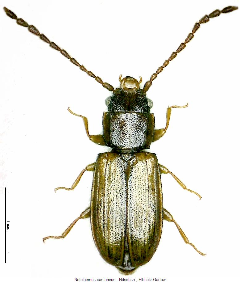 notolaemus_castaneus_hab.jpg