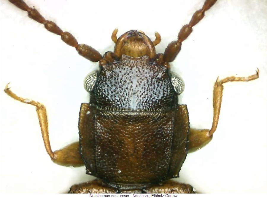 notolaemus_castaneus_vk.jpg