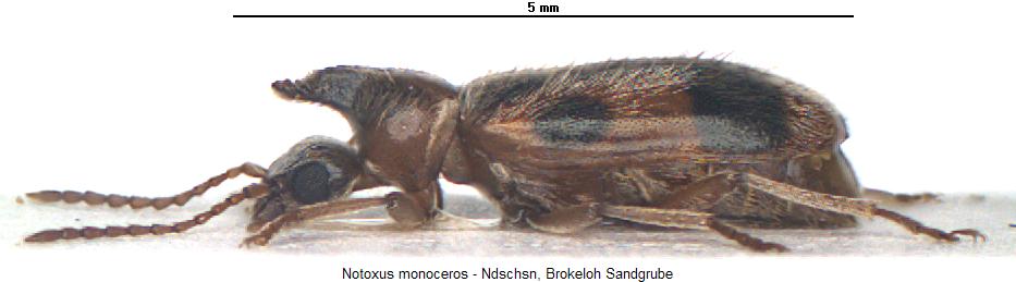 notoxus_monoceros_lateral.jpg
