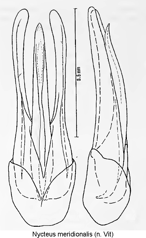 nycteus_meridionalis.gif