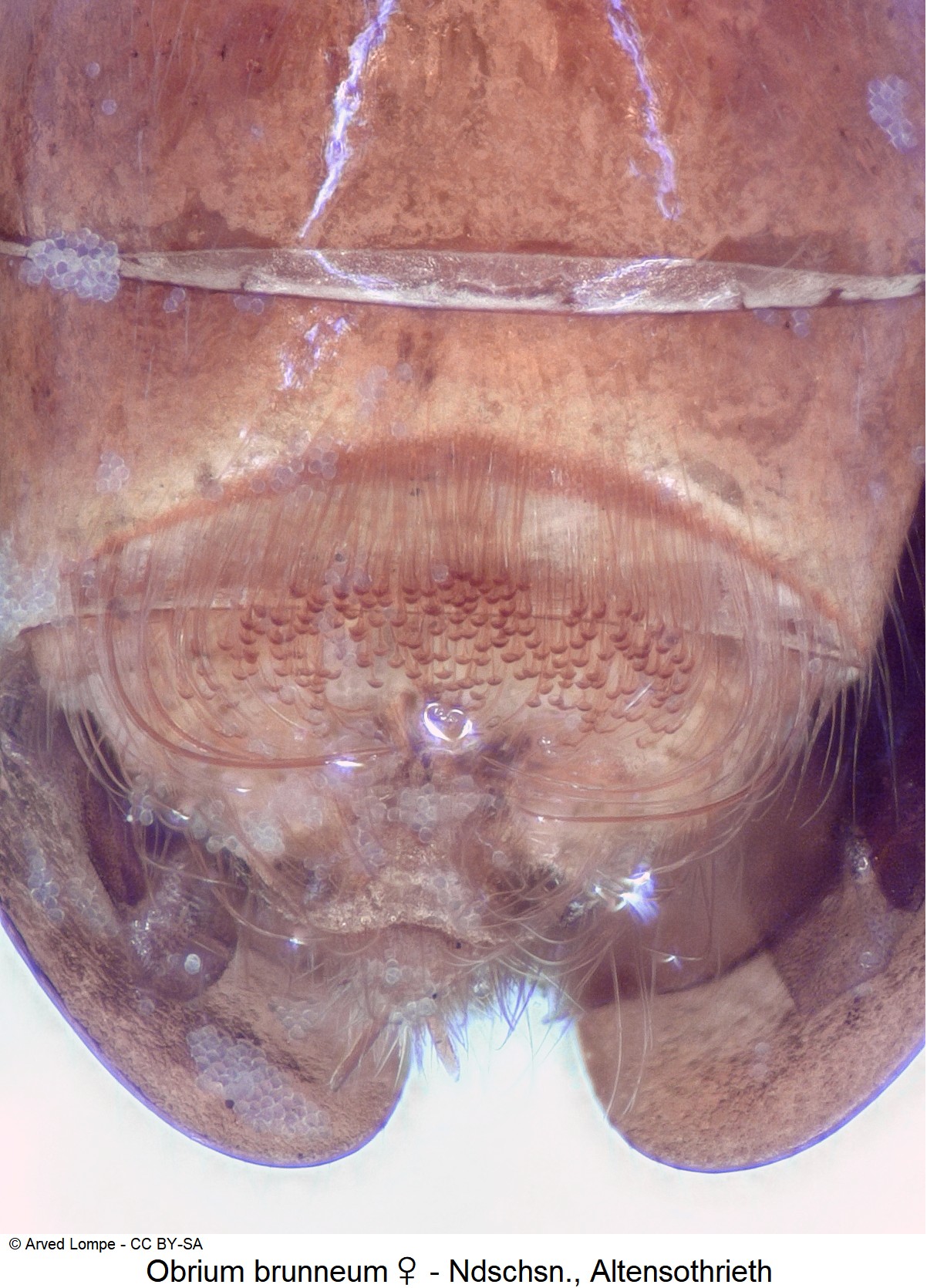 obrium_brunneum_w_ck11049_ster-1.jpg