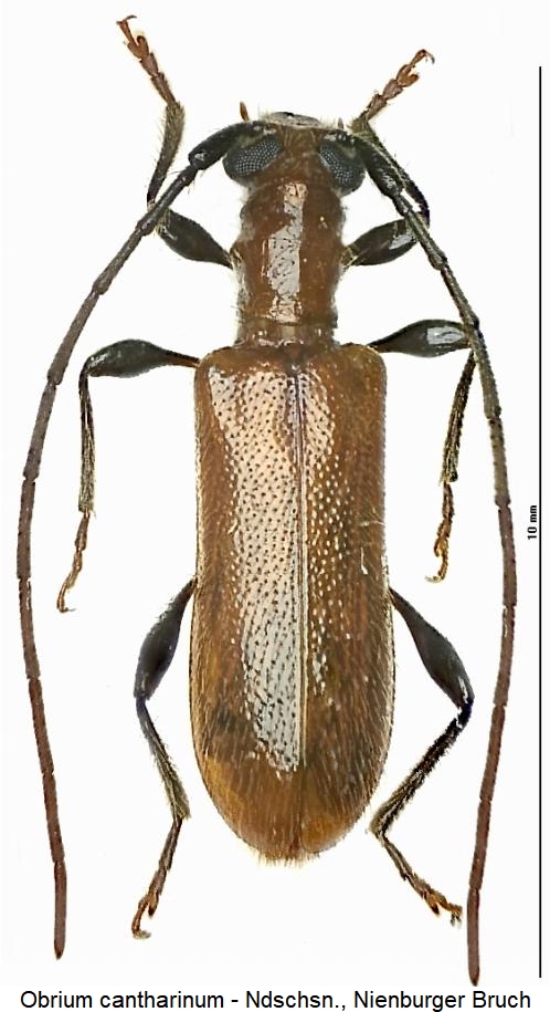 obrium_cantharinum_hab.jpg