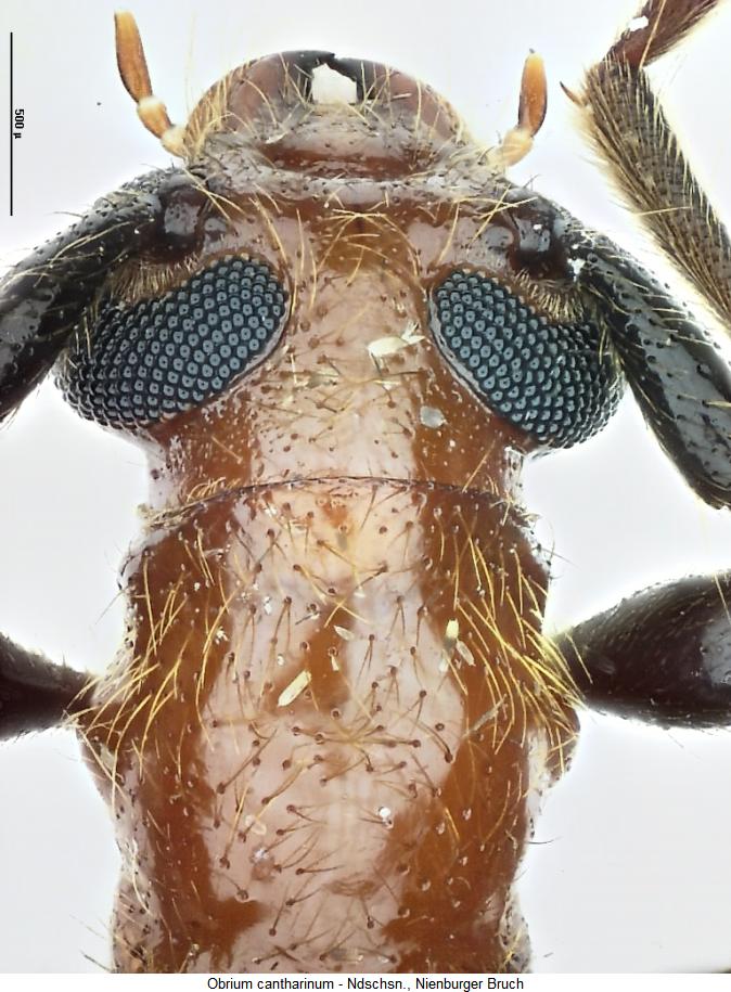 obrium_cantharinum_vk.jpg