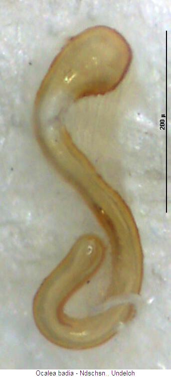 ocalea_badia_sperm.jpg