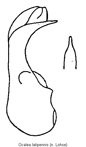 ocalea_latipennis.gif