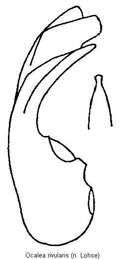 ocalea_rivularis.gif