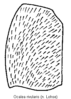 ocalea_rivularis_fld.gif