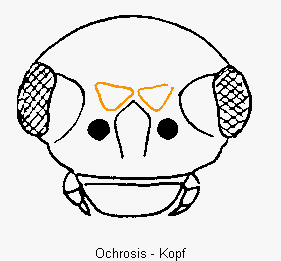 ochrosis_k.gif