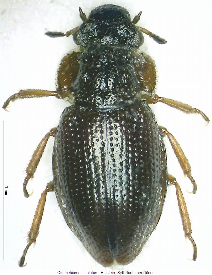 ochthebius_auriculatus_hab.jpg