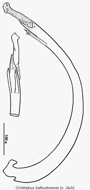 ochthebius_balfourbrownei.gif