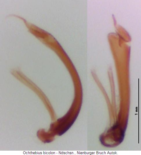 ochthebius_bicolon.jpg