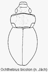 ochthebius_bicolon_hab.gif
