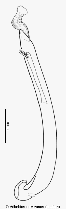 ochthebius_colveranus.gif