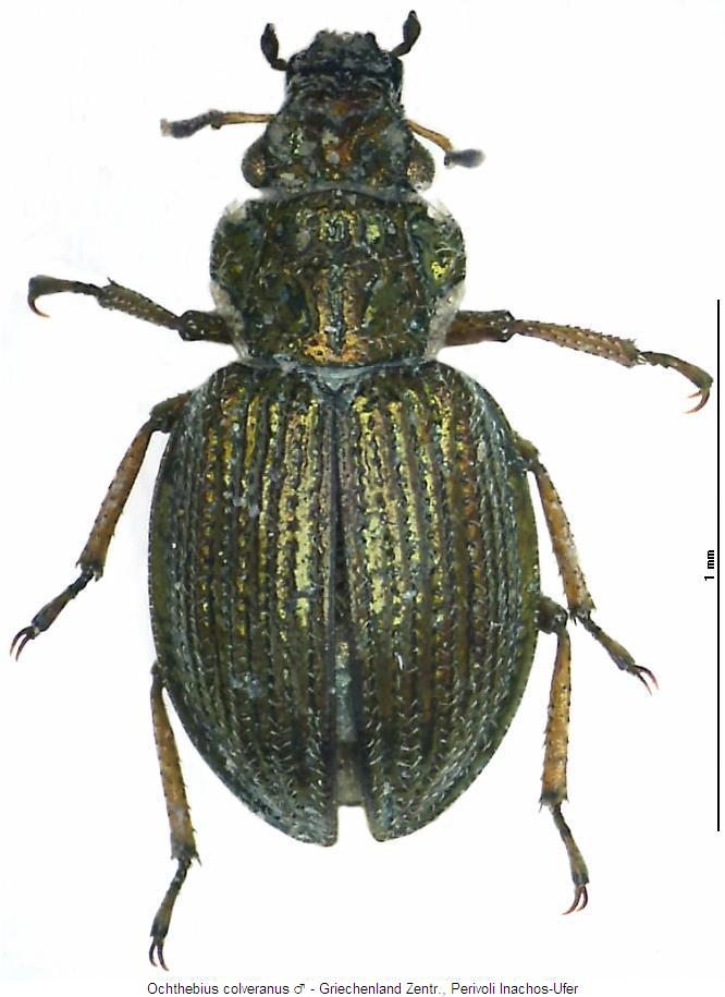 ochthebius_colveranus_hab.jpg
