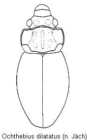 ochthebius_dilatatus_hab.jpg