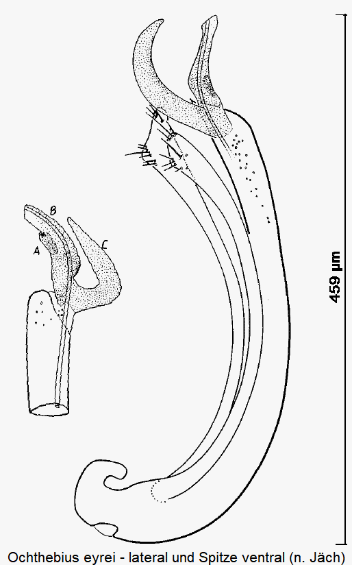ochthebius_eyrei.gif