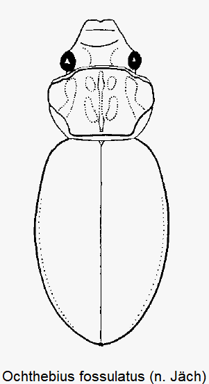 ochthebius_fossulatus_hab.gif