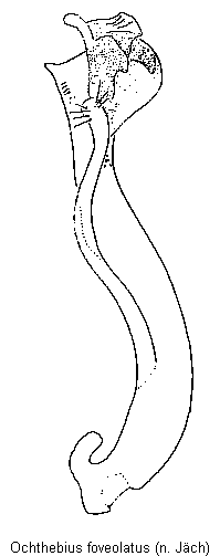 ochthebius_foveolatus.gif