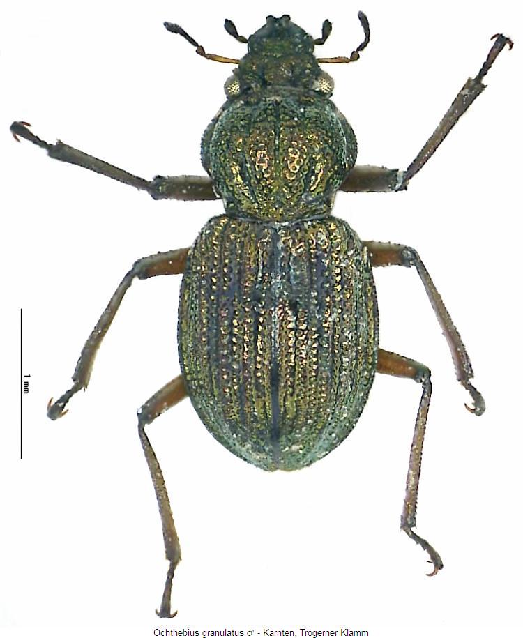 ochthebius_granulatus_hab.jpg